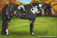 Horse Color:White Spotted Liver Chestnut Sabino 