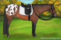 Horse Color:Bay Appaloosa 