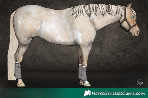 Horse Color:White Spotted Chocolate Palomino Roan Pearl Mushroom 