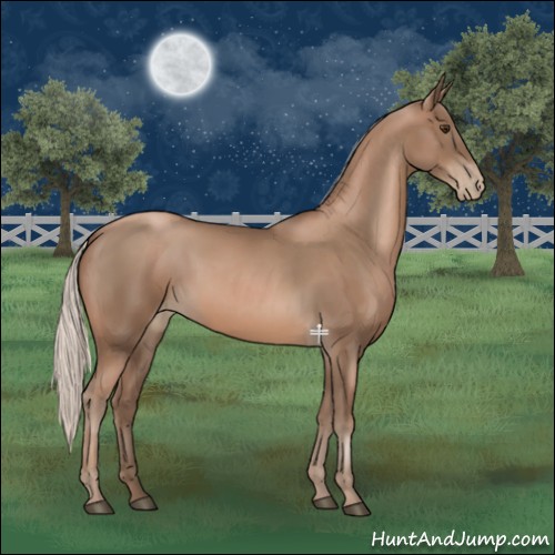Horse Color:Silver Black Pearl  and Silver Black Pearl 