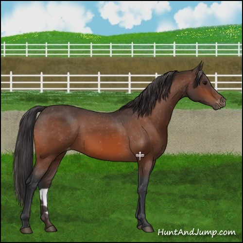 Horse Color:Bay Appaloosa 
