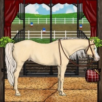 Horse Color:Gold Cream Champagne Roan Splash 