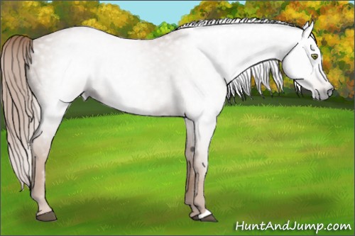 Horse Color:Gray Chestnut 