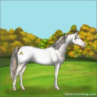 Horse Color:Chocolate Buckskin Pearl Dun Sabino Tobiano Appaloosa Rabicano  and Brown Sabino Splash Appaloosa Rabicano 