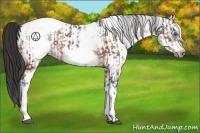 Horse Color:White Spotted Bay Frame Appaloosa Rabicano  and White Spotted Bay Frame Appaloosa Rabicano 