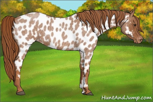Horse Color:Red Roan Appaloosa