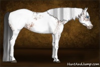 Horse Color:White Spotted Bay Frame Appaloosa Rabicano  and White Spotted Bay Frame Appaloosa 