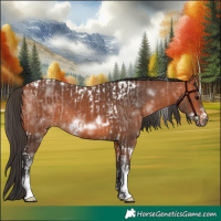 Horse Color:Bay Roan Tobiano Rabicano  and Bay Sabino Frame Rabicano 