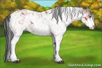 Horse Color:Bay Sabino Rabicano  and Bay Sabino Rabicano 