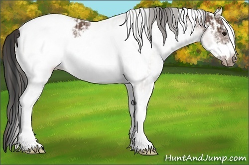 Horse Color:White Spotted Bay Frame Snowcap Rabicano and White Spotted Bay Frame Snowcap Rabicano