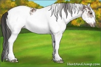 Horse Color:White Spotted Bay Frame Snowcap Rabicano  and White Spotted Bay Frame Snowcap Rabicano 