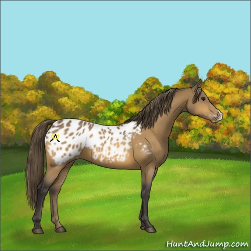 Horse Color:Buckskin Appaloosa 