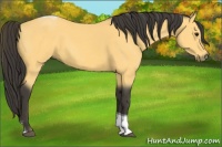 Horse Color:Buckskin Tobiano 