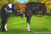 Horse Color:Black Appaloosa