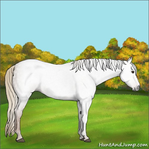 Horse Color:Gray Chestnut 