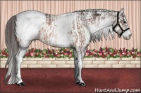 Horse Color:White Spotted Bay Appaloosa Rabicano  and White Spotted Bay Appaloosa Rabicano 