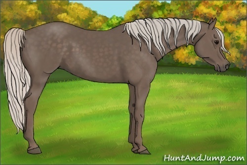Horse Color:Silver Black 