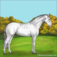 Horse Color:Platinum White Spotted Brown Frame Snowcap Rabicano  and White Spotted Bay Splash Frame Snowcap Rabicano 