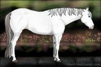 Horse Color:Platinum White Spotted Brown Frame Appaloosa Rabicano  and White Spotted Bay Frame Appaloosa Rabicano 