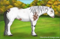 Horse Color:White Spotted Bay Frame Appaloosa Rabicano  and White Spotted Bay Frame Appaloosa Rabicano 