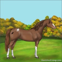Horse Color:Chestnut Appaloosa