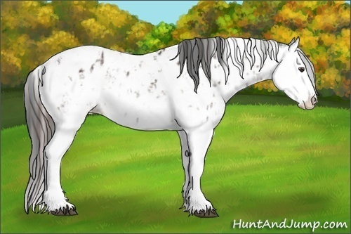 Horse Color:Liver Chestnut Sabino Splash Appaloosa  and Bay Sabino Splash Appaloosa 
