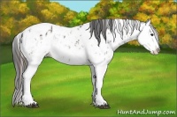 Horse Color:Liver Chestnut Sabino Splash Appaloosa  and Bay Sabino Splash Appaloosa 