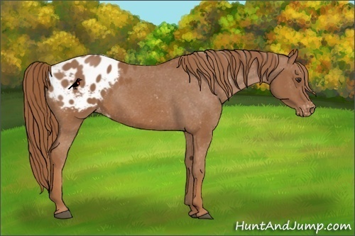 Horse Color:Chestnut Appaloosa