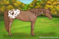 Horse Color:Chestnut Appaloosa