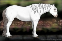 Horse Color:White Spotted Brown Frame Appaloosa Rabicano  and White Spotted Bay Frame Appaloosa Rabicano 