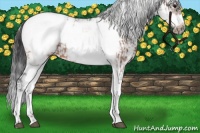 Horse Color:White Spotted Bay Frame Appaloosa Rabicano  and White Spotted Bay Splash Frame Appaloosa Rabicano 