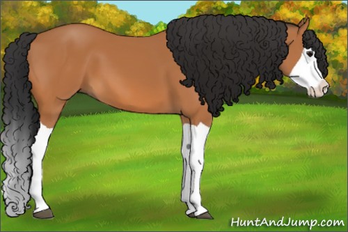 Horse Color:Bay Splash