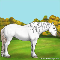 Horse Color:White Spotted Bay Frame Appaloosa Rabicano  and White Spotted Bay Frame Appaloosa Rabicano 