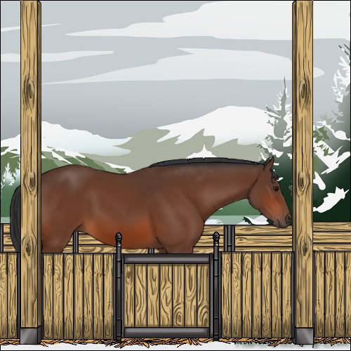 Horse Color:Bay 