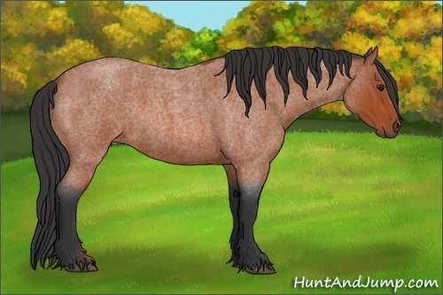 Horse Color:Bay Roan 