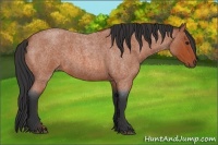 Horse Color:Bay Roan 