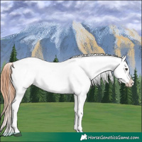 Horse Color:White Spotted Bay Frame Appaloosa Rabicano  and White Spotted Bay Frame Appaloosa Rabicano 