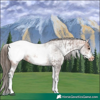 Horse Color:White Spotted Bay Frame Appaloosa Rabicano  and White Spotted Bay Frame Appaloosa Rabicano 