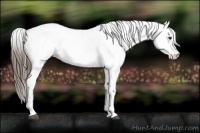 Horse Color:Platinum White Spotted Brown Frame Fewspot Rabicano  and White Spotted Bay Frame Fewspot Rabicano 