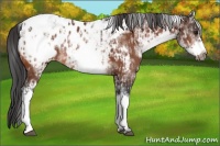 Horse Color:White Spotted Bay Frame Appaloosa Rabicano  and White Spotted Bay Frame Appaloosa Rabicano 