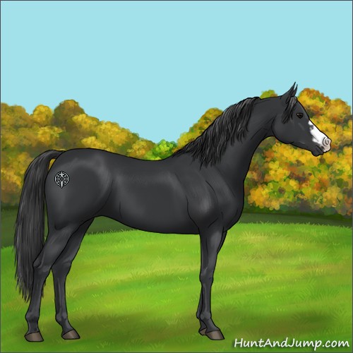 Horse Color:Black and Black