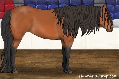 Horse Color:Bay 