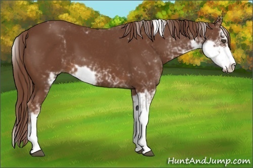 Horse Color:Chestnut Sabino 