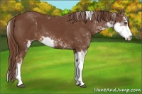 Horse Color:Chestnut Sabino