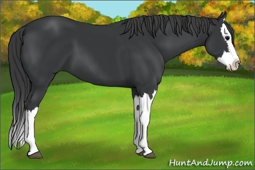 Horse Color:Black Splash 