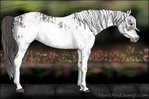 Horse Color:Platinum White Spotted Brown Frame Appaloosa Rabicano  and White Spotted Bay Frame Appaloosa Rabicano 