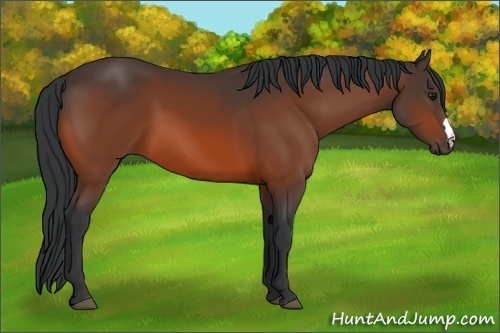Horse Color:Bay 