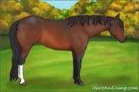 Horse Color:Brown 