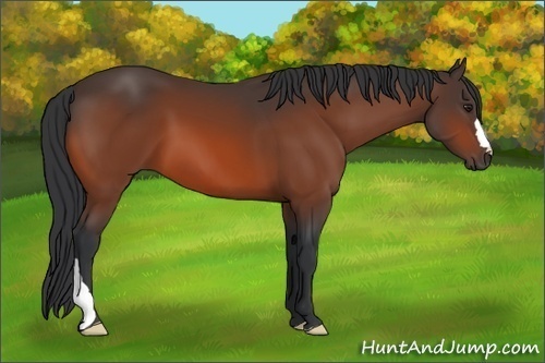 Horse Color:Brown 