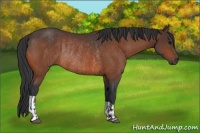 Horse Color:Bay Rabicano  and Bay Rabicano 
